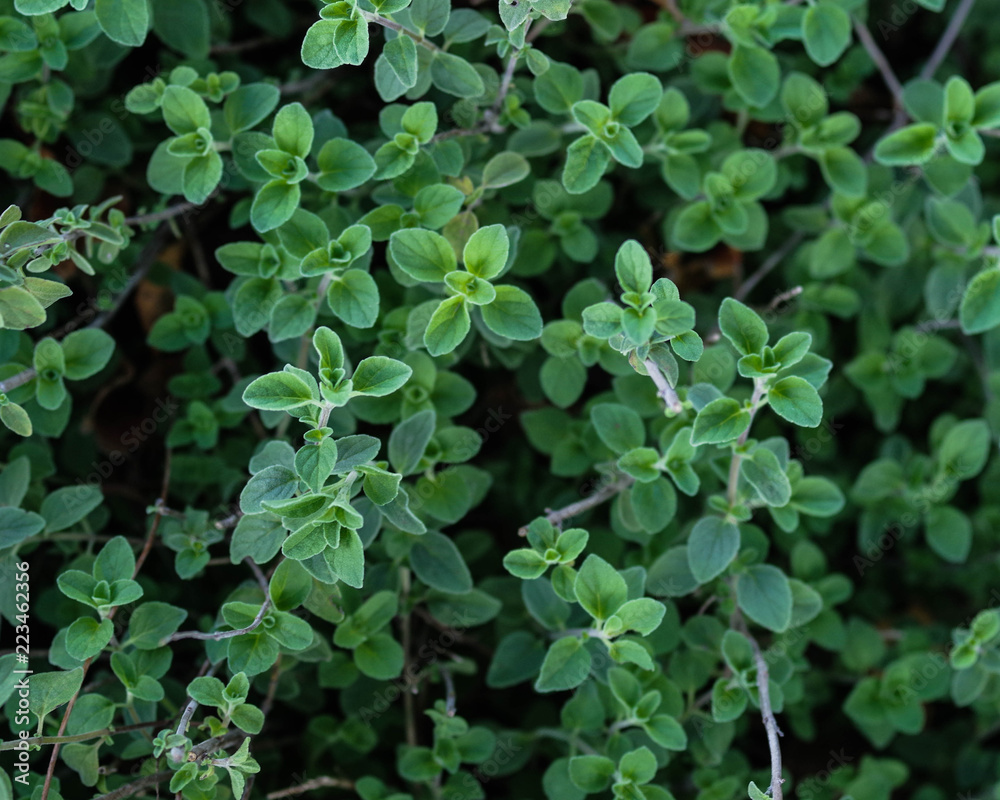 Oregano - a staple of Mediterranean cuisine Oregano - a staple of Mediterranean cuisine