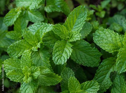 Fresh Mint - absolutely necessary for preparing a proper Mojito
