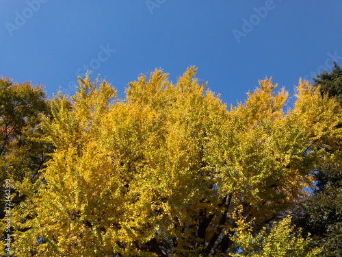 秋の木々 © 熊井正