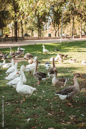 grupo de gansos en el césped de un parque