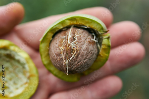 Fresh Uncleaned green walnuts in the hands of a male farmer, close-up