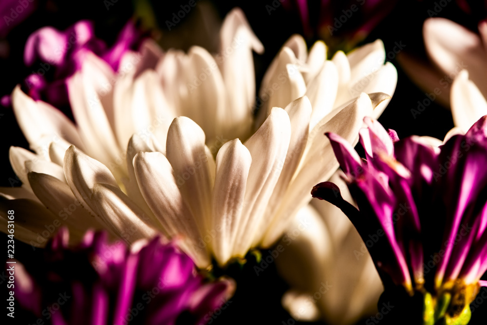White and purple daisies on blurred background