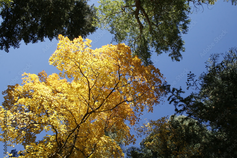 Obraz premium yellow tree in autumn