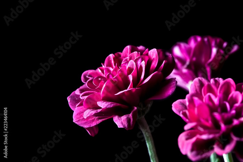 Fototapeta Naklejka Na Ścianę i Meble -  Dahlia - beautiful magenta flowers on black background with copy space