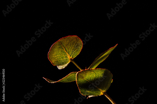 Green leafs glowing in golden light on black blackground