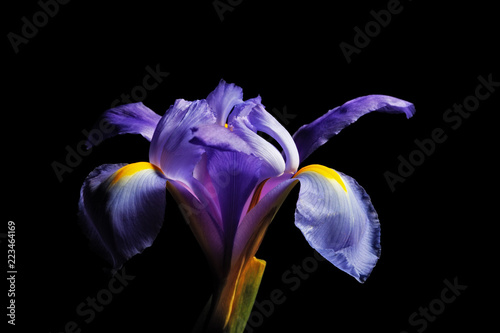 Iris flower head isolated on black background