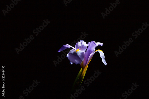 Fototapeta Naklejka Na Ścianę i Meble -  Beautiful iris flower glowing in light on black background with copy space