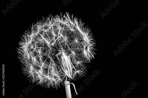 Fototapeta Naklejka Na Ścianę i Meble -  Beautiful dandelion extreme closeup with shallow focus isolated on black with copy space in black and white