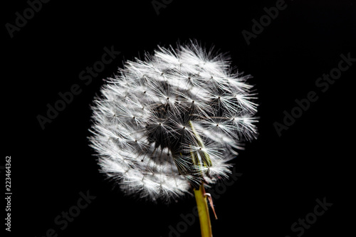 Dandelion isolated on black background