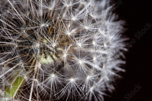 Fototapeta Naklejka Na Ścianę i Meble -  Extreme closeup of dandelion umbrellas on black background