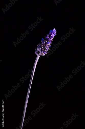 Fototapeta Naklejka Na Ścianę i Meble -  Lavender flower on long stem glowing in the dark with copy space - vertical image
