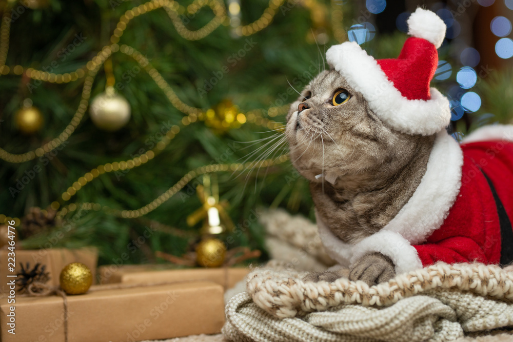 Cat in the hat christmas tree discount