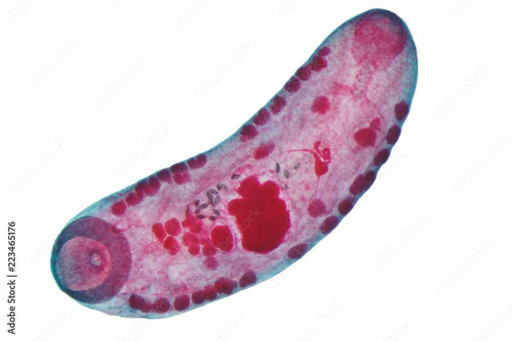 Liver fluke(Parasitic flatworm) of cattle and other grazing animals. Liver fluke(Parasitic flatworm) of cattle and other grazing animals.