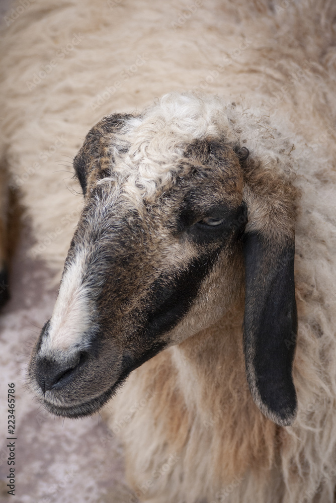 Naklejka premium portrait of a sheep