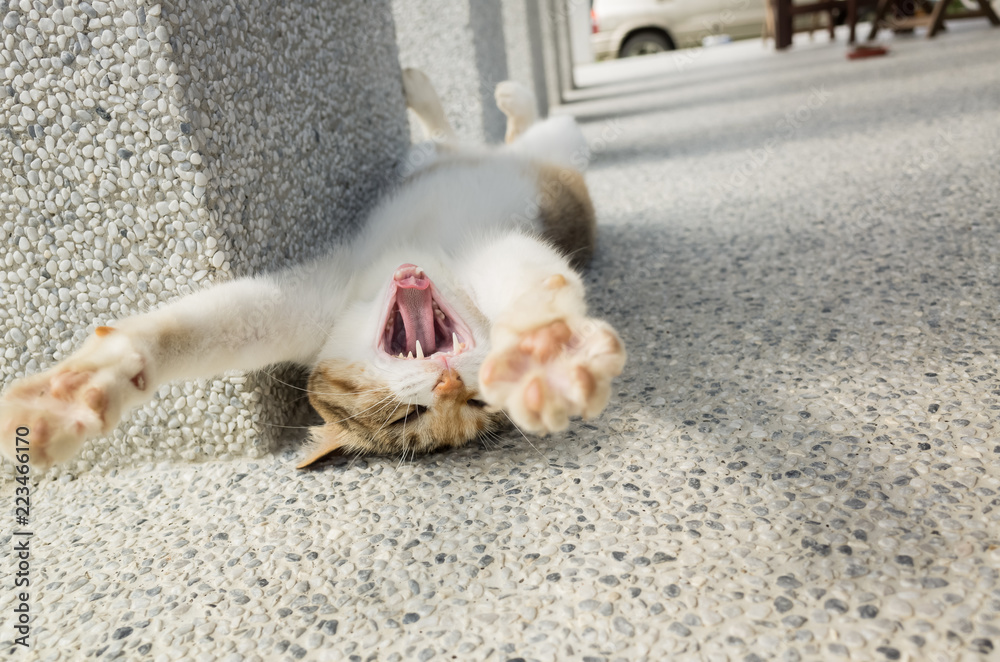 Fototapeta premium funny cat sleep