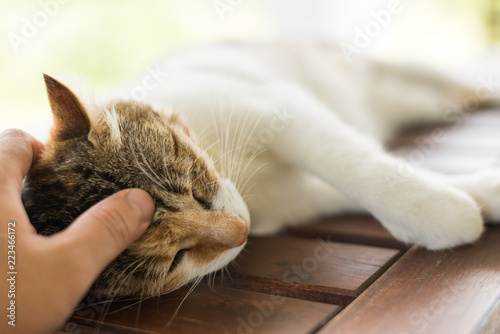 Fotografie touch a sleeping cat