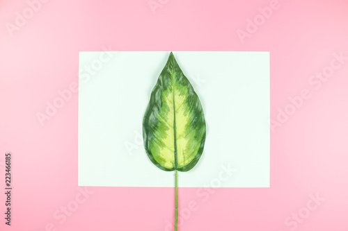 blank card with green leaves on pink background