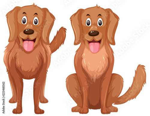A set of golden retriever