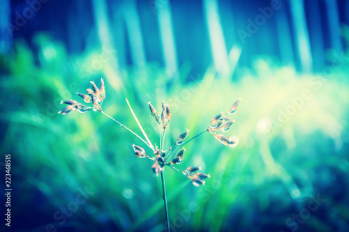 soft focus grass flower with blue filter effect relax nature background