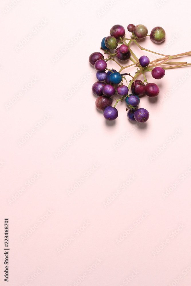 purple beads ampelopsis glandulosa on pink background purple beads ampelopsis glandulosa on pink background