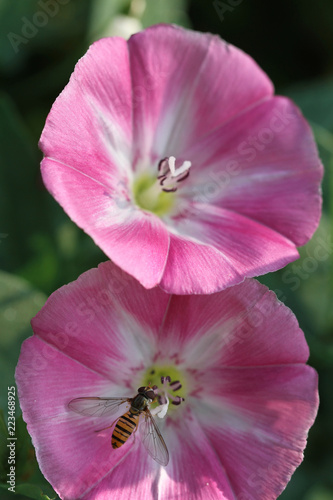 bee on pink morning glory
