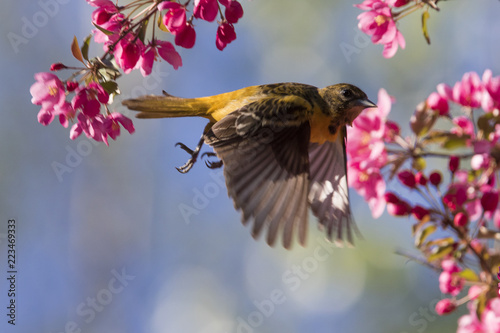 Εκτύπωση καμβά baltimore oriole in spring