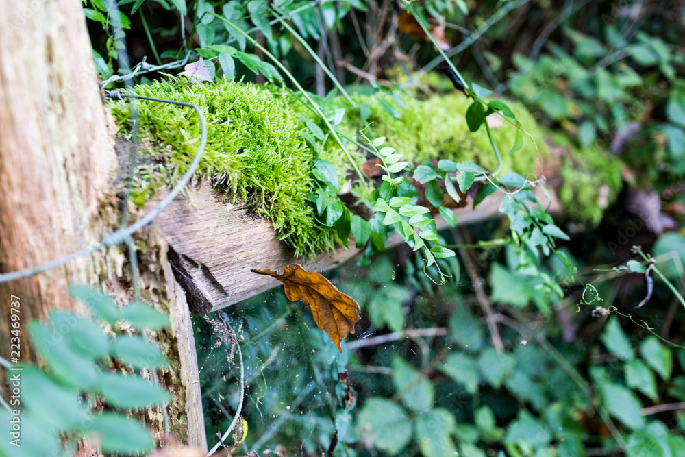 Obraz premium autumn in the woods