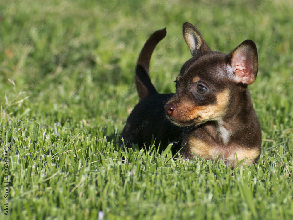 Chihuahua Puppy in Grass Chihuahua Puppy in Grass