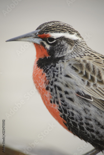 Sturnella Loyca (common loica), bird of strong colors. They can be observed on the southern coast of Patagonia and the Falkland Islands.  photo