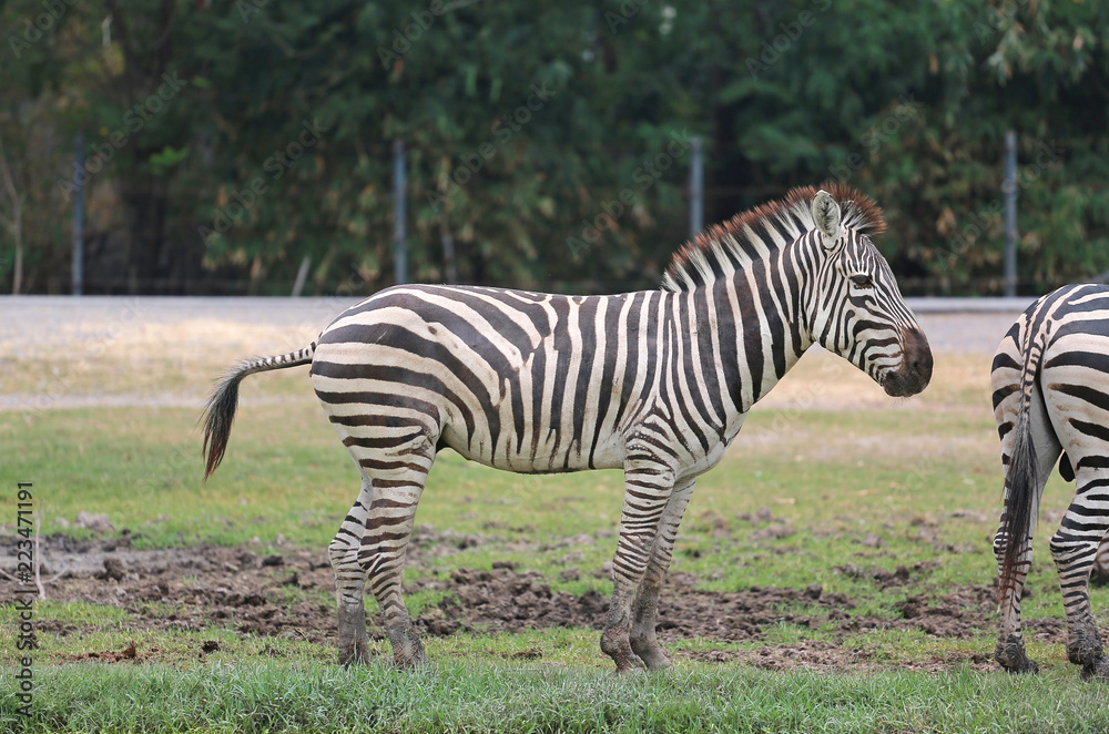Portrait of zebra in thailand zoo. Portrait of zebra in thailand zoo.