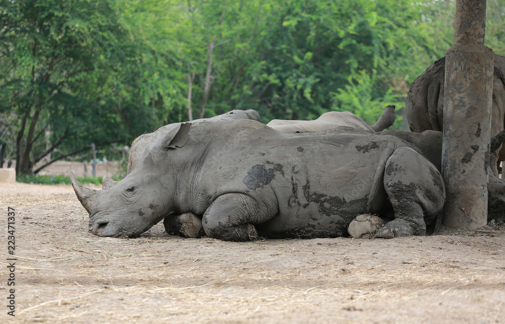 Obraz premium Nosorożec biały w zoo w Tajlandii.