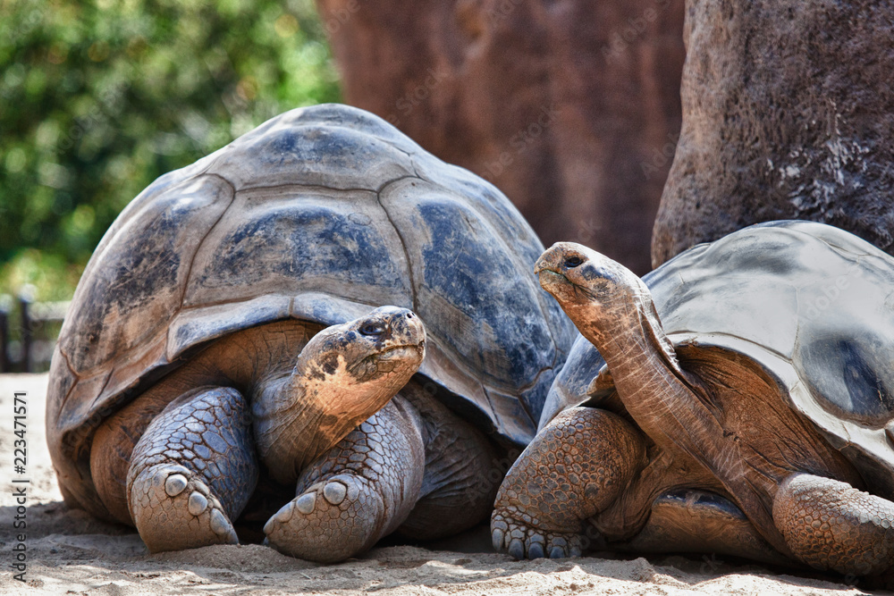 Two Galapagos Tortoises having a conversation - obrazy, fototapety, plakaty 