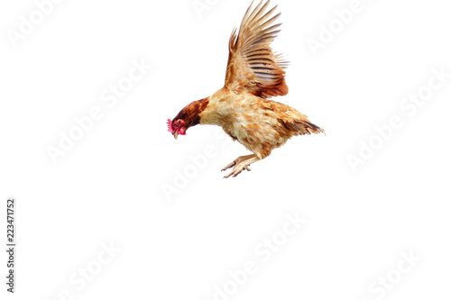 Chicken flies on a white background, cock spreading on the air