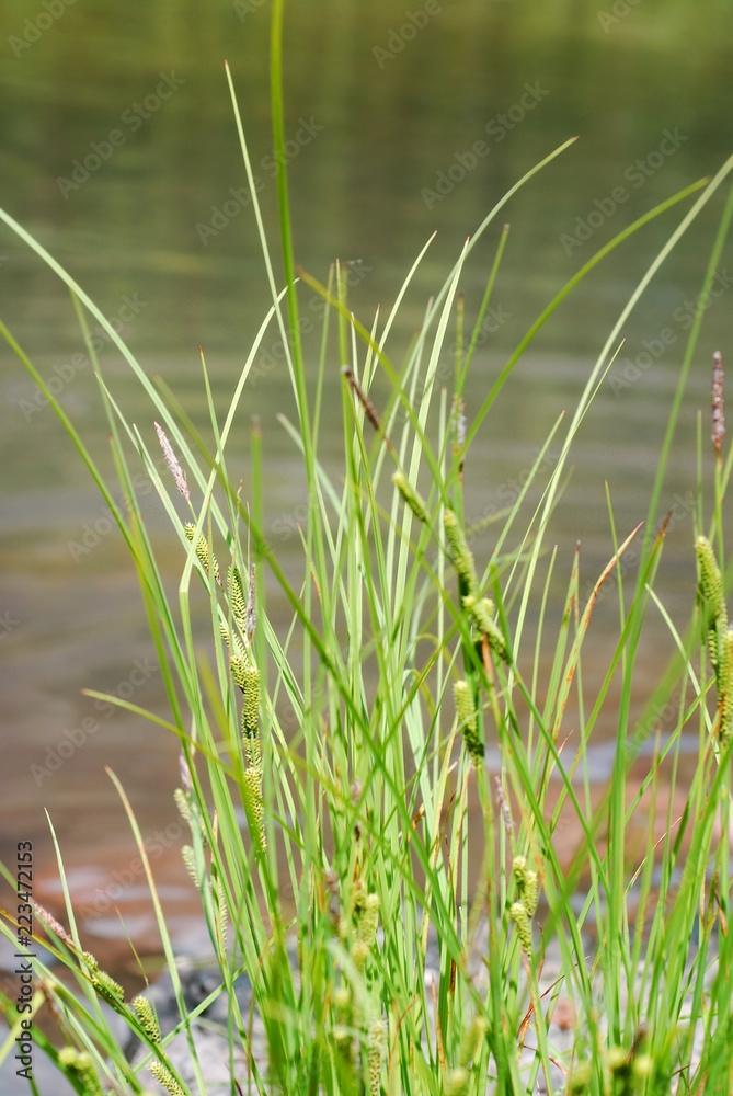 Obraz premium Lake Grasses