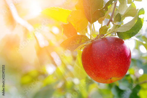 Sun's rays shine through leaves and ripe apples in orchard. Shallow depth of field.