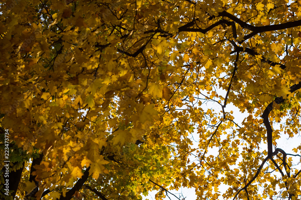Urban Autumn landscape with trees in sunlight Urban Autumn landscape with trees in sunlight