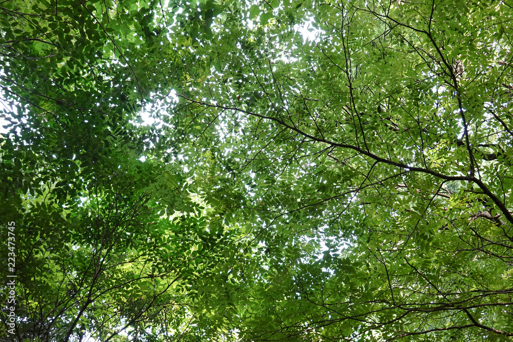 木漏れ日の明るい森 緑の天井 Stock Photo Adobe Stock