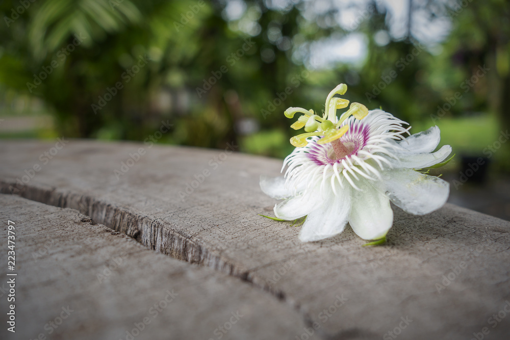 Fototapeta premium Fetid passionflower