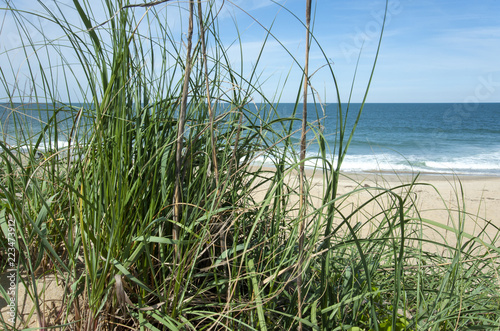 Destination scenic of a sunny beach through seagrass 