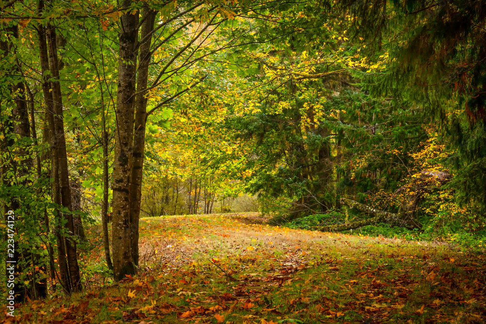 Autumn path through forest in Washington state Autumn path through forest in Washington state