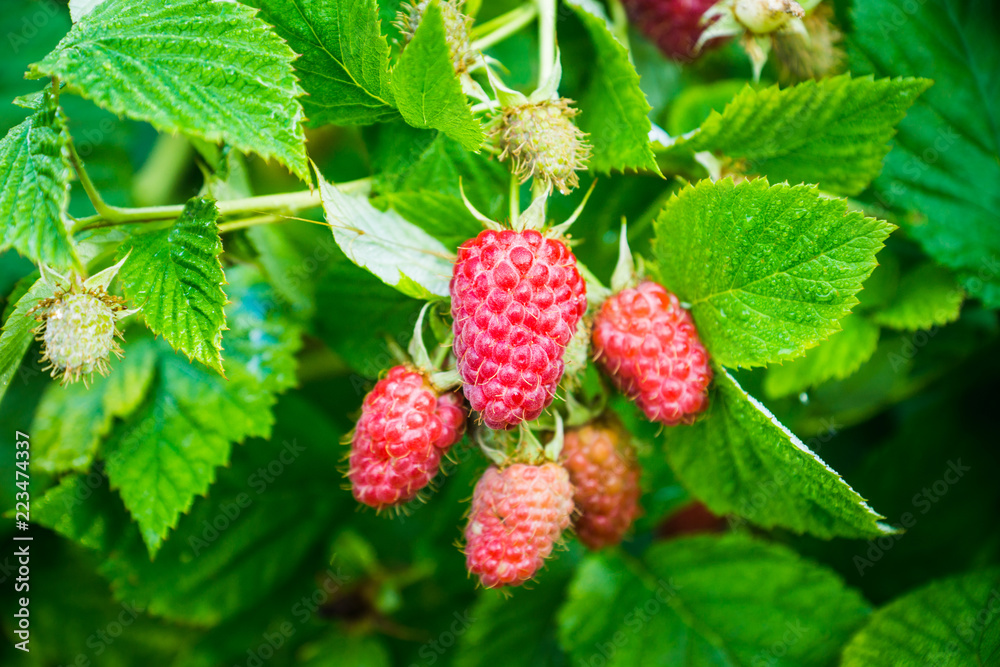 Branch with ripe raspberry in the garden. Selective focus. Shallow depth of field. Branch with ripe raspberry in the garden. Selective focus. Shallow depth of field.
