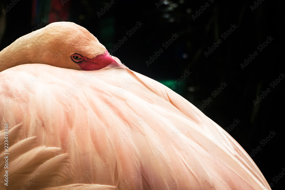 Fototapeta premium Close Up Pink flamingo