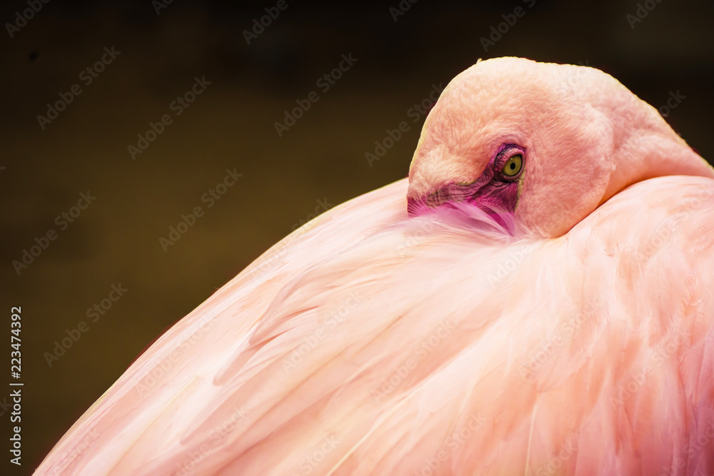 Fototapeta premium Close Up Pink flamingo