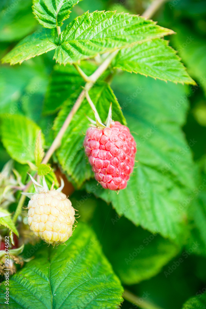 Branch with ripe raspberry in the garden. Selective focus. Shallow depth of field. Branch with ripe raspberry in the garden. Selective focus. Shallow depth of field.