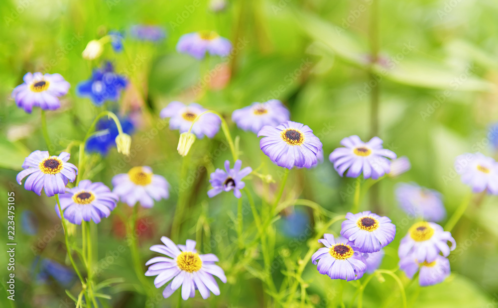 Summer Sunlight Scene: Daisy or Chamomile Flowers on Green Grass Background Summer Sunlight Scene: Daisy or Chamomile Flowers on Green Grass Background