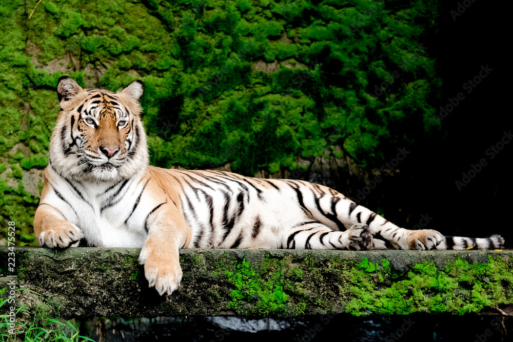 Obraz premium Bengal Tiger in forest show head and leg
