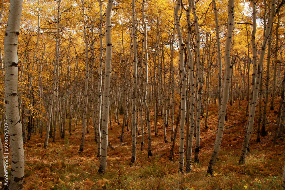 Fototapeta premium aspen grove in full fall foliage