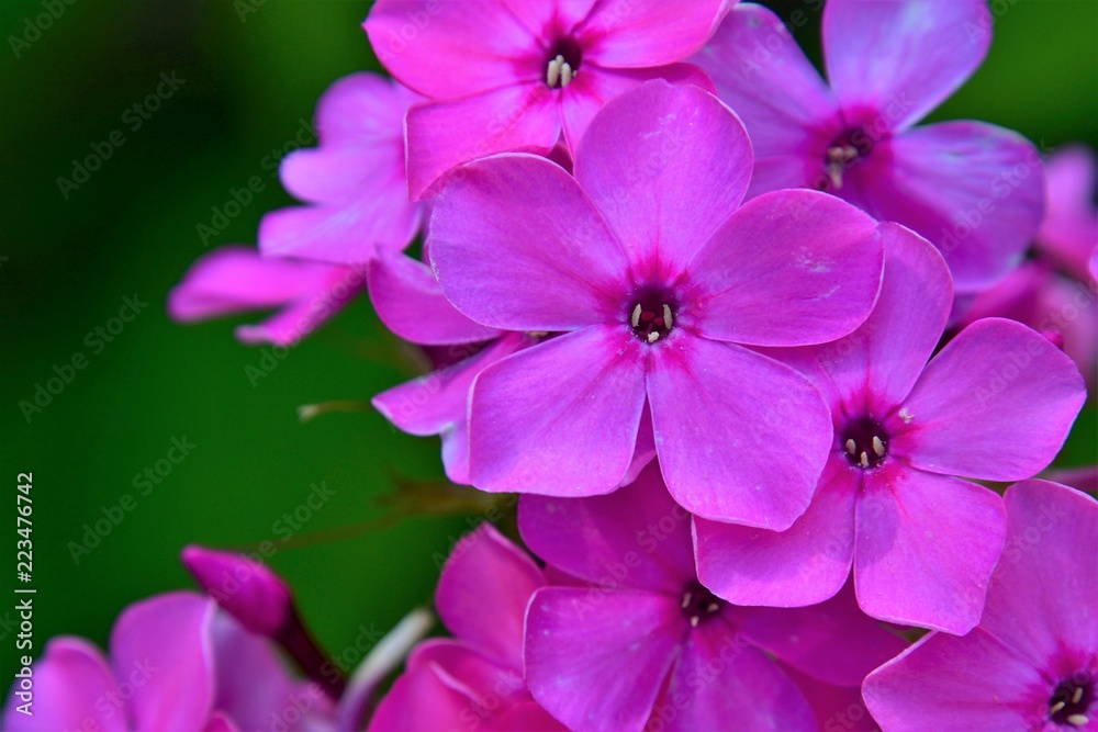 A closeup of pink phlox blossoms. A closeup of pink phlox blossoms.