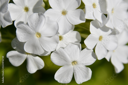 Closeup of white phlox blossoms © S