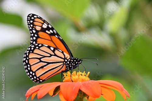 Monarch butterfly on a Zinnia flower. © S